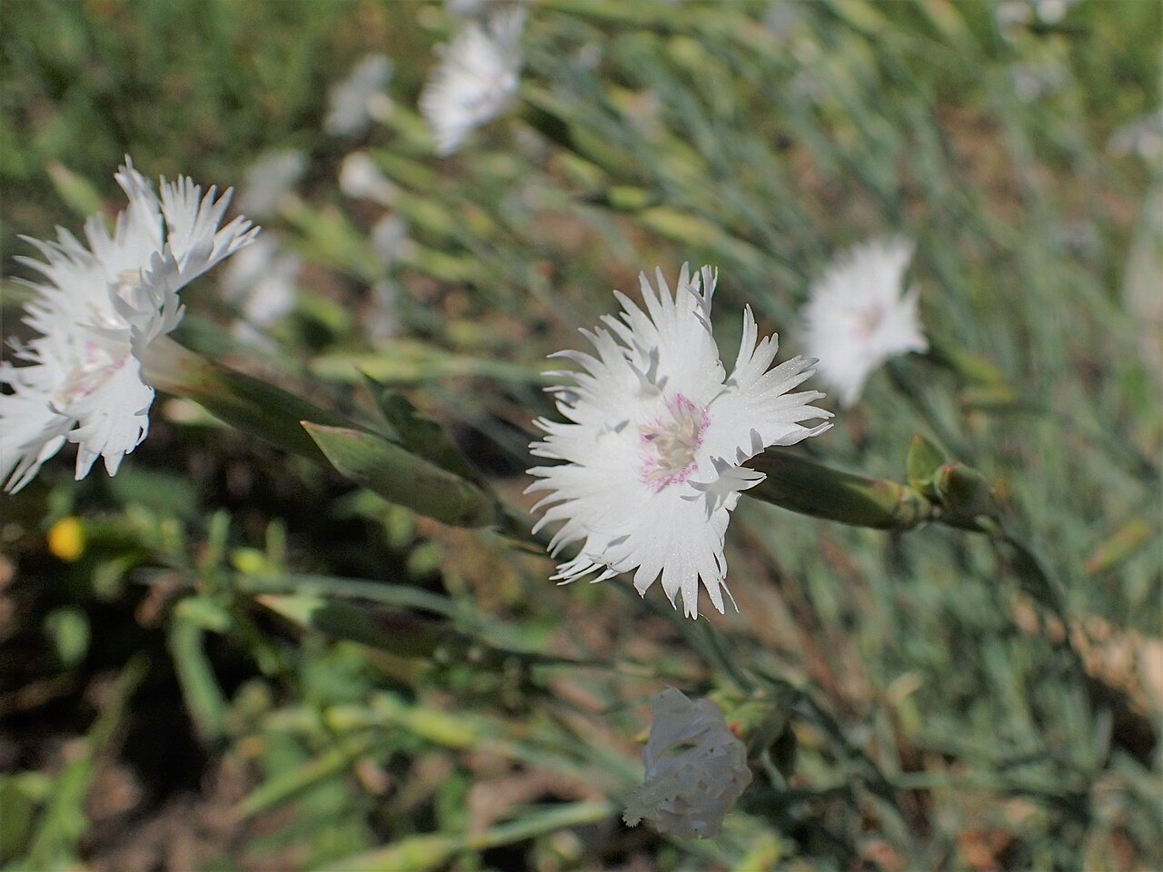 Dianthus diffusus: Dianthus pubescens in Botanical garden in Vácrátót