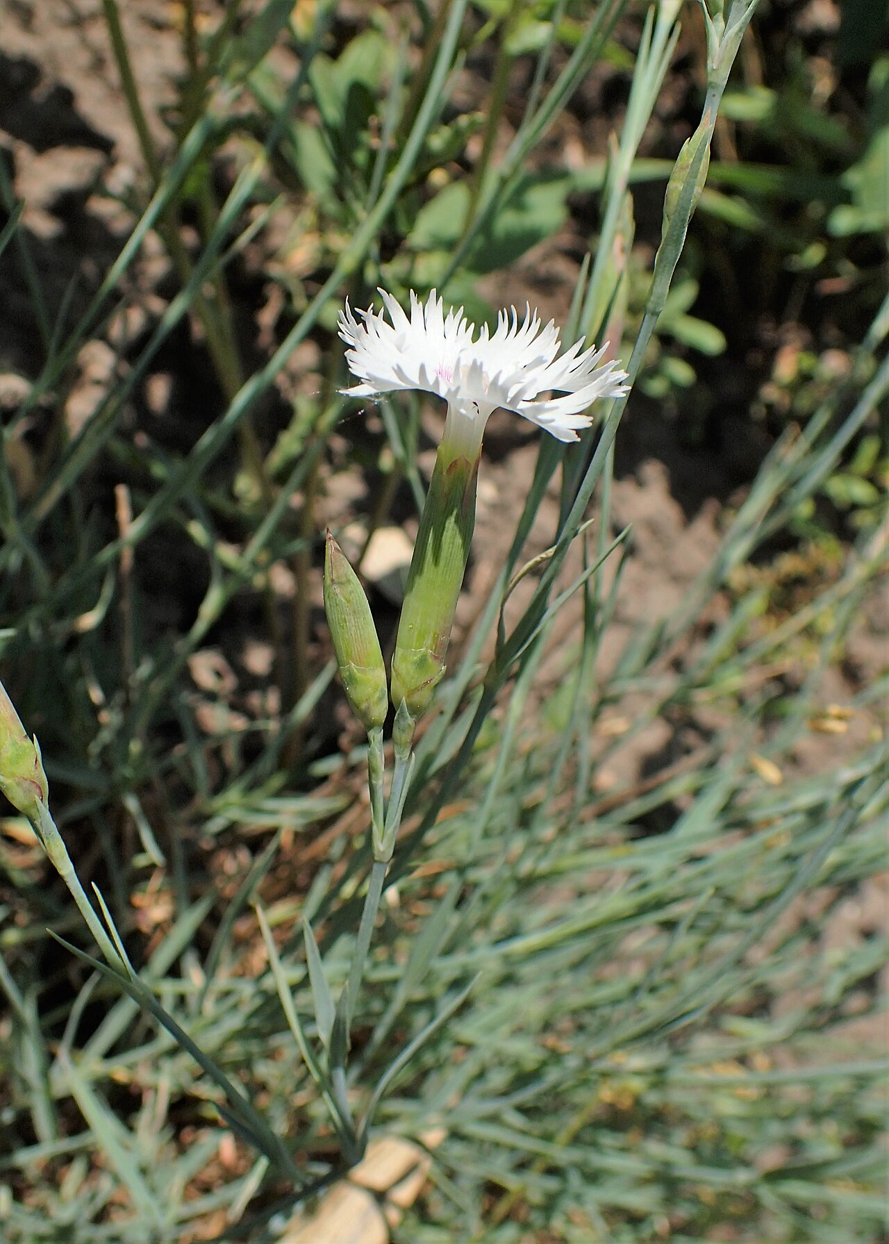 Dianthus diffusus: Dianthus pubescens in Botanical garden in Vácrátót