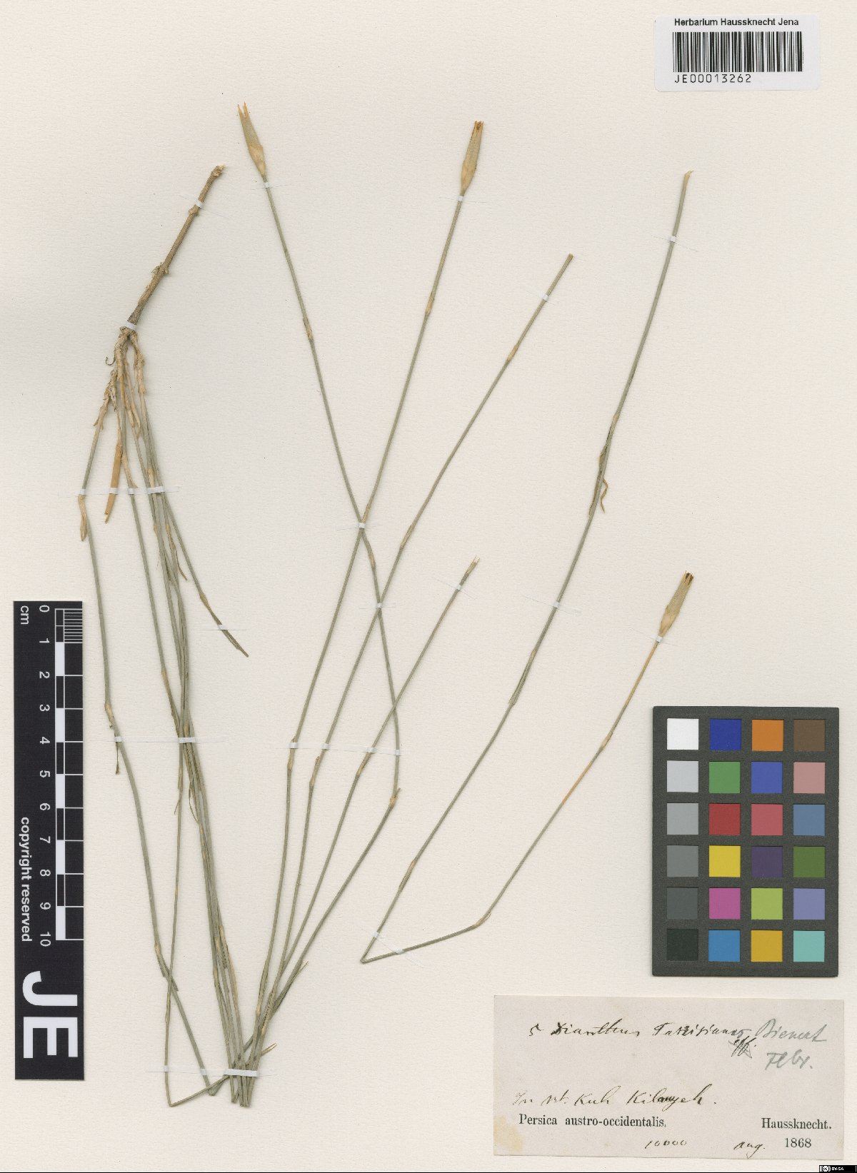 Dianthus elymaiticus: Dianthus elymaiticus — Herbarium specimen from Persica austro-occidentalis, in mt. Kuh Kilouyeh. 10000', Iran. Collected by Haussknecht,H.K. (1868-08). Recorded