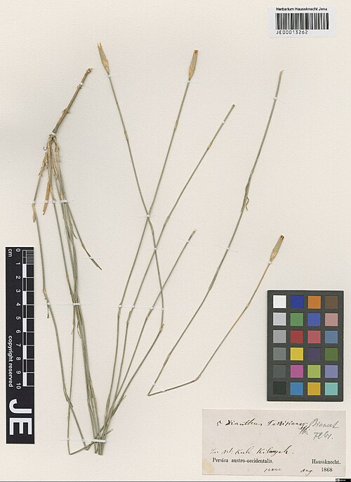Dianthus elymaiticus: Dianthus elymaiticus — Herbarium specimen from Persica austro-occidentalis, in mt. Kuh Kilouyeh. 10000', Iran. Collected by Haussknecht,H.K. (1868-08). Recorded