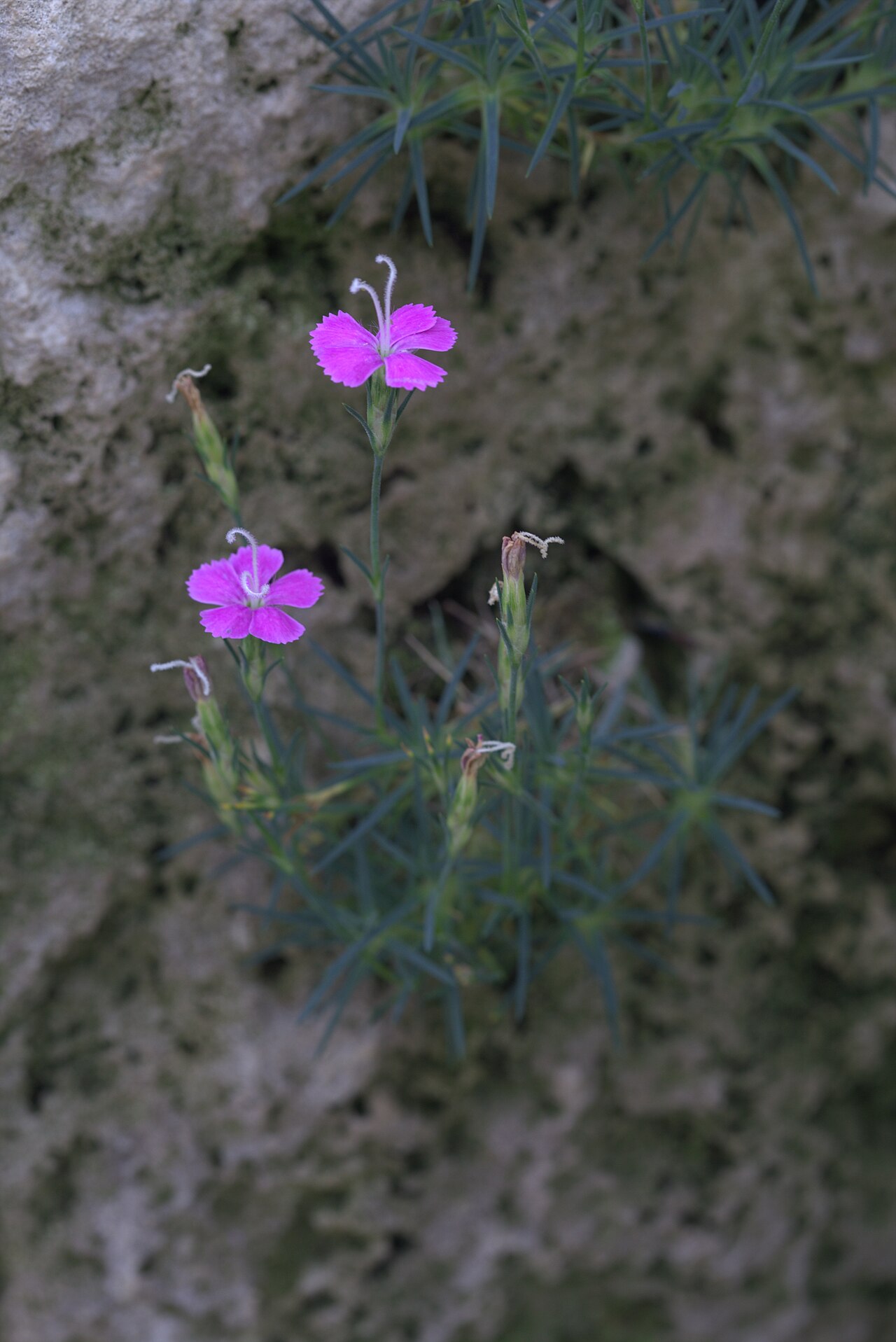 Dianthus engleri: Dianthus engleri in Gothenburg Botanical Garden 2015. Plant id: 2010-194 s Z.