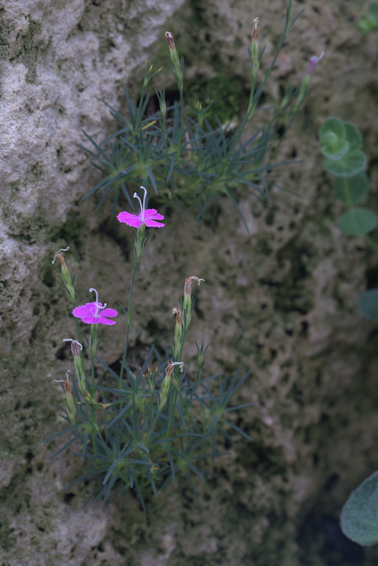 Dianthus engleri: Dianthus engleri in Gothenburg Botanical Garden 2015. Plant id: 2010-194 s Z.