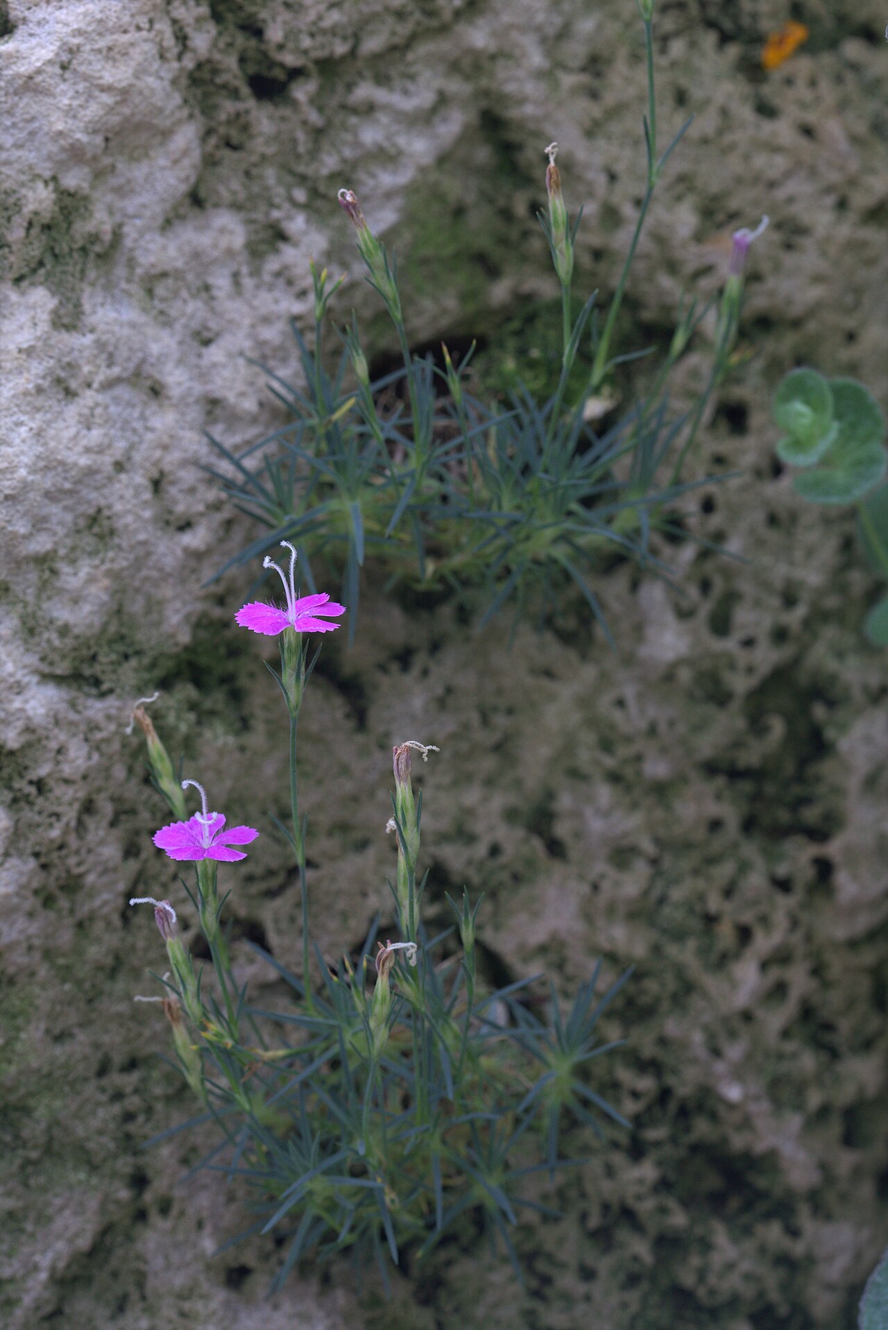 Dianthus engleri: Dianthus engleri in Gothenburg Botanical Garden 2015. Plant id: 2010-194 s Z.