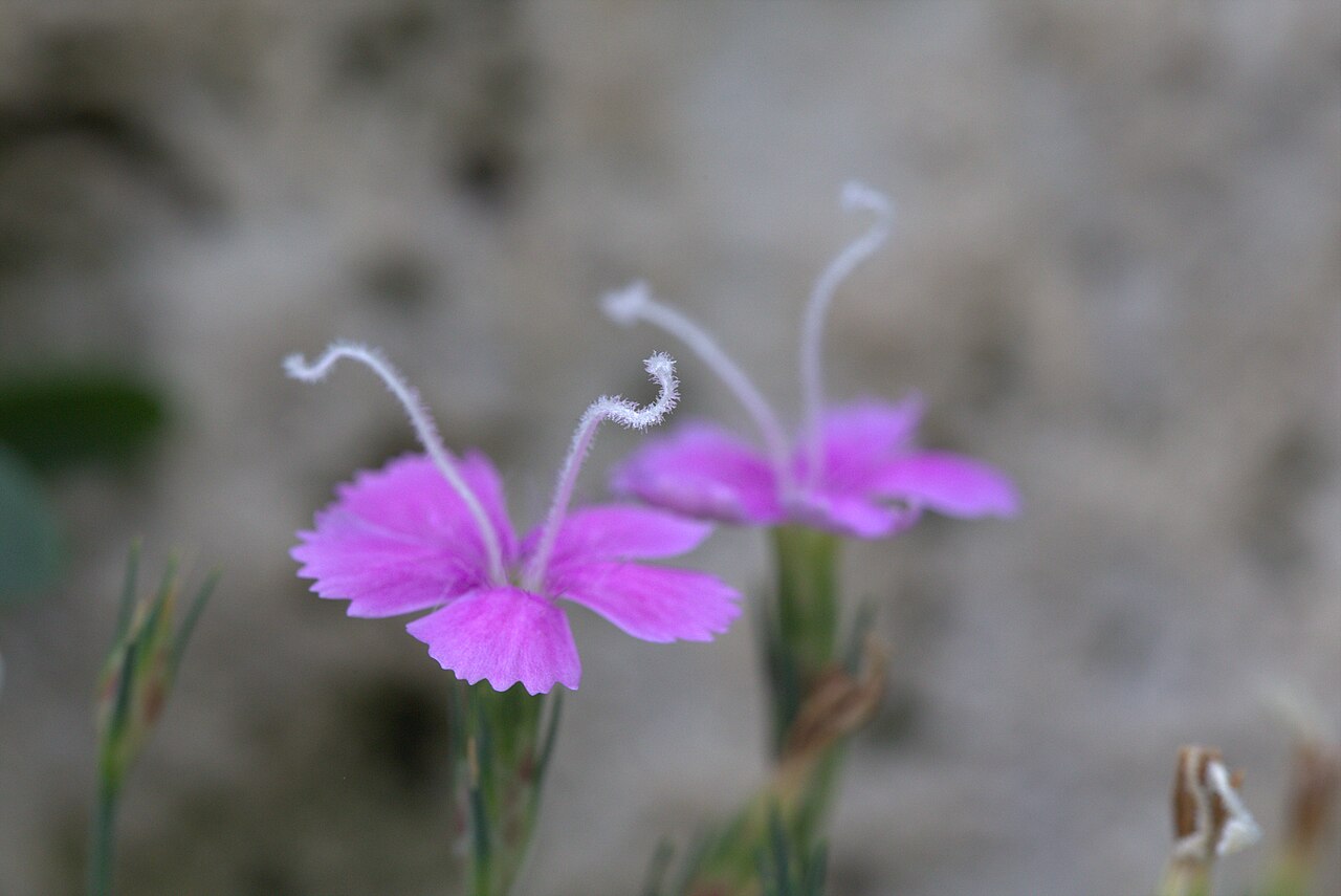 Dianthus engleri: Dianthus engleri in Gothenburg Botanical Garden 2015. Plant id: 2010-194 s Z.