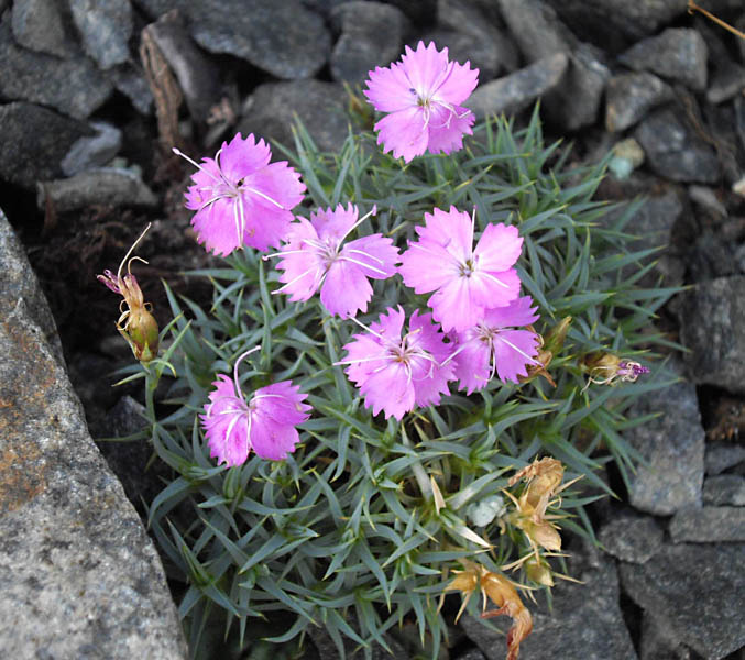 Dianthus erinaceus: Dianthus webbianus var. alpinus