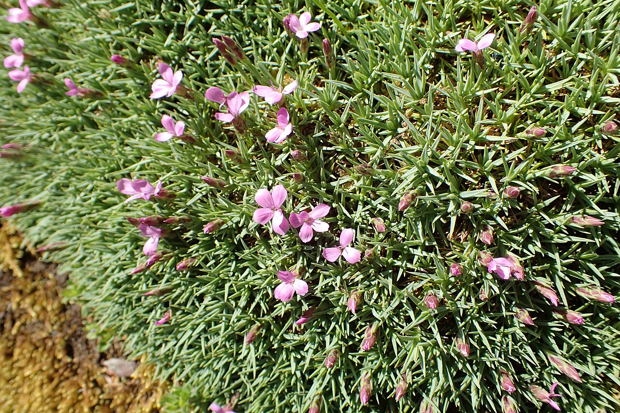 Dianthus erinaceus: Dianthus webbianus in Dunedin Botanic Garden