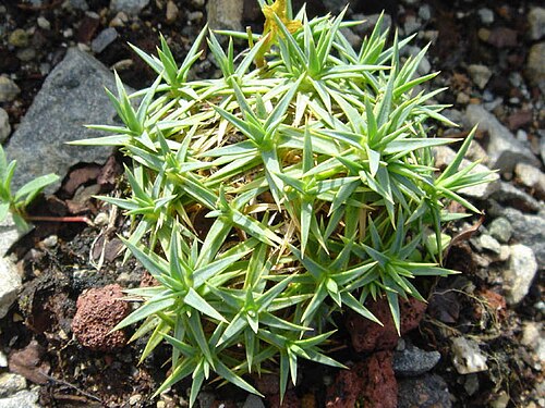Dianthus erinaceus: Dianthus erinaceus