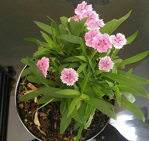 Dianthus erinaceus: Anyelir