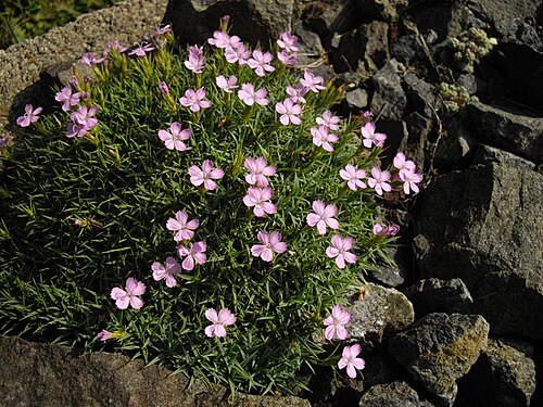 Dianthus erinaceus: Dianthus erinaceus