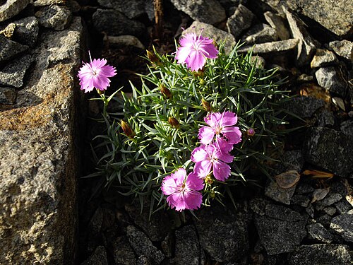 Dianthus erinaceus: Dianthus webbianus var. alpinus