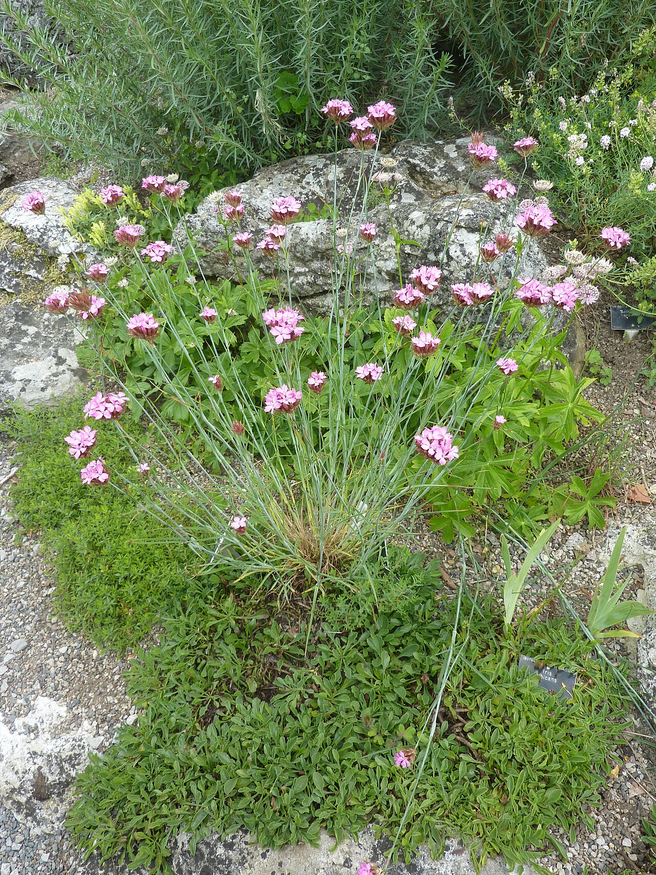 Dianthus erinaceus: Taken in the Cambridge University Botanic Garden