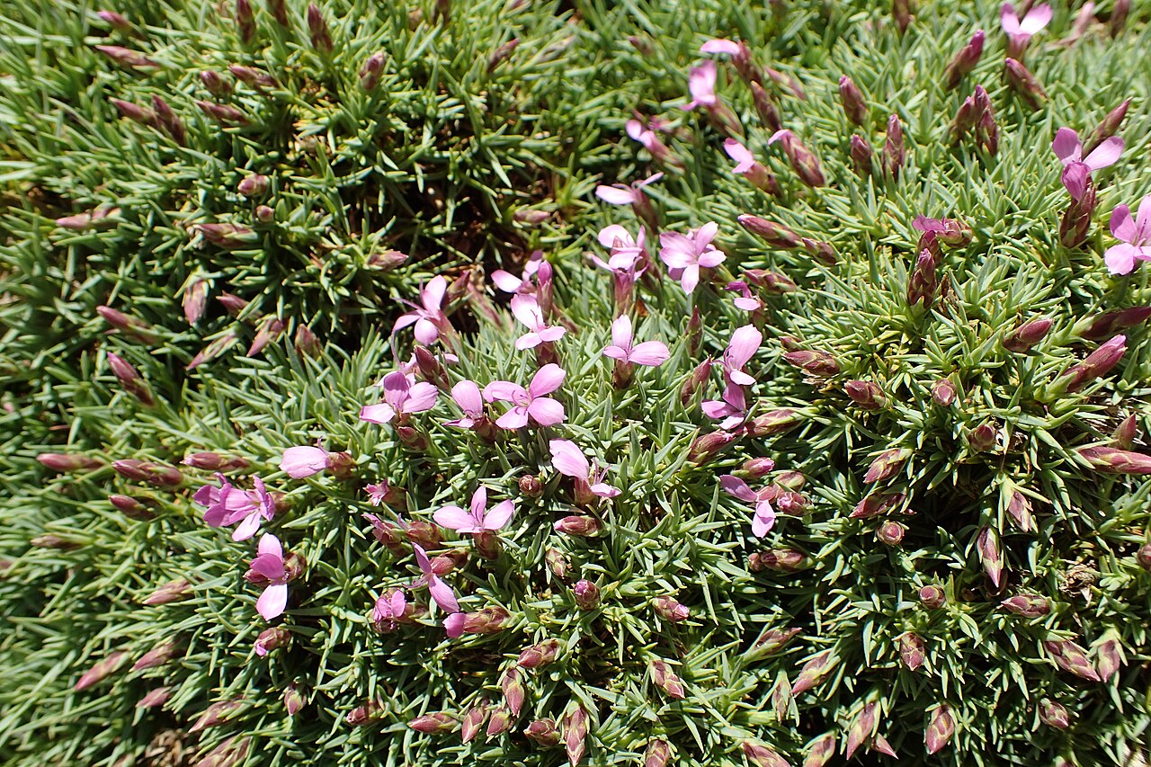 Dianthus erinaceus: Dianthus webbianus in Dunedin Botanic Garden