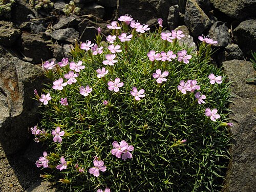 Dianthus erinaceus: Dianthus erinaceus