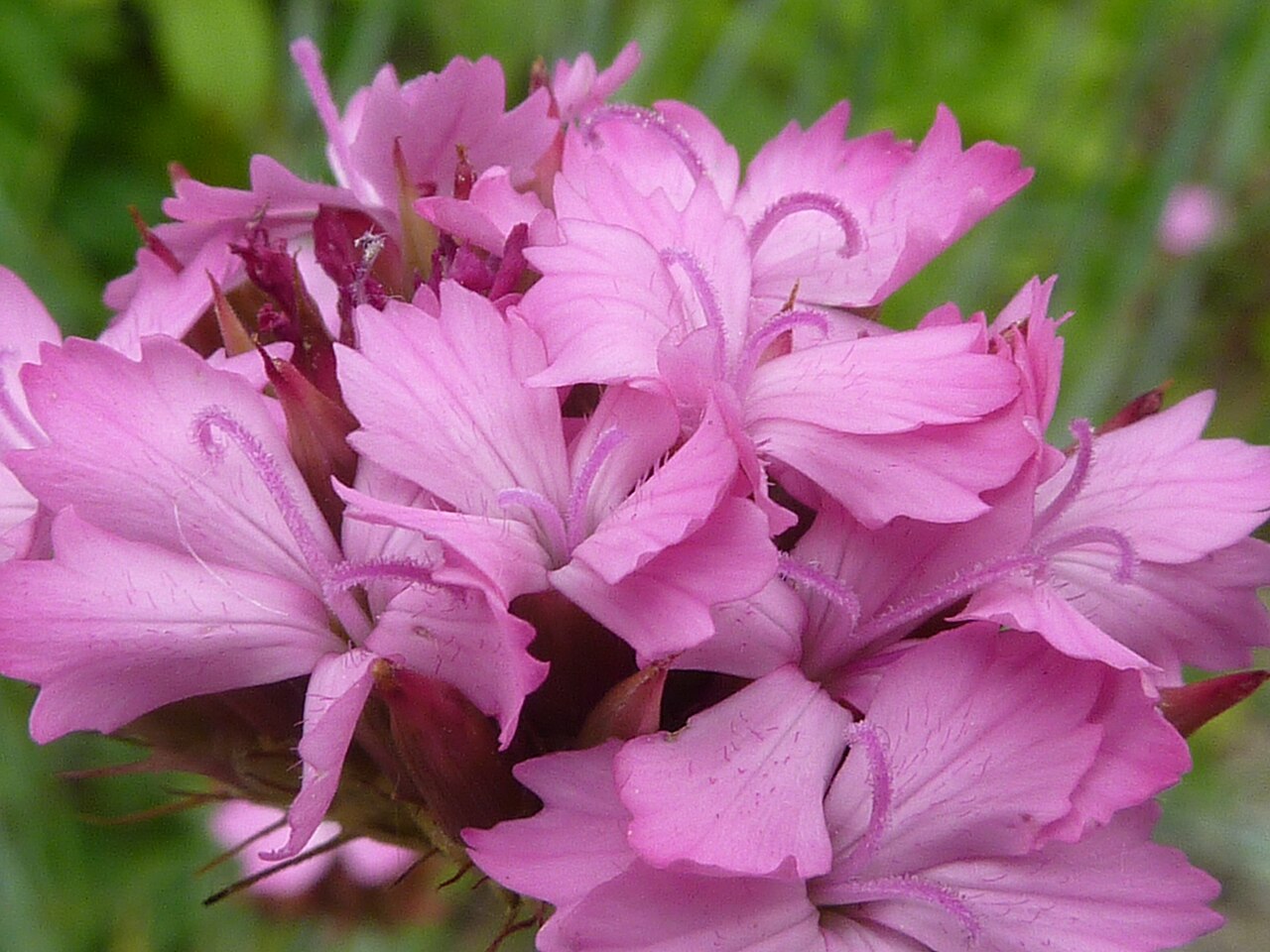 Dianthus erinaceus: Taken in the Cambridge University Botanic Garden