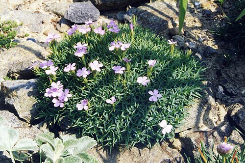 Dianthus erinaceus: Dianthus erinaceus