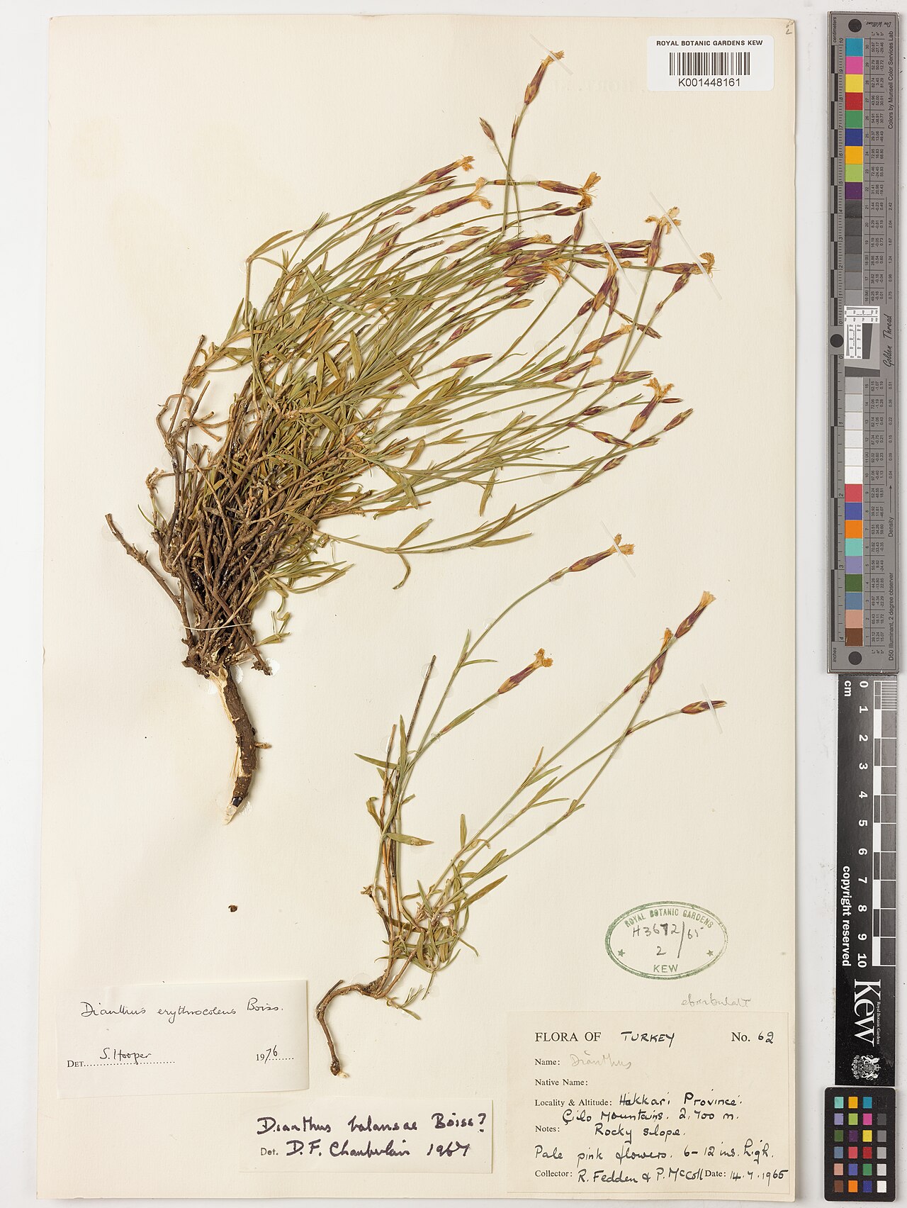 Dianthus erythrocoleus: Dianthus erythrocoleus — Herbarium specimen from Çilo Mountains, Türkiye. Habitat: Rocky slope. Collected by Fedden, R.; McColl, P. (1965-07-14). Recorded in GB