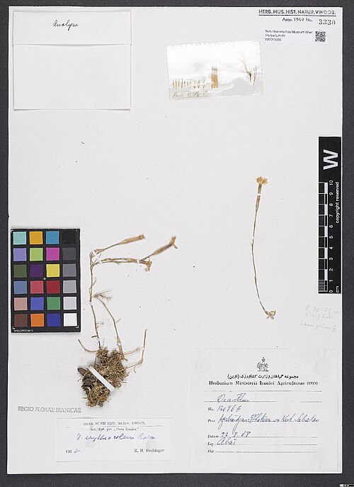Dianthus erythrocoleus: Dianthus erythrocoleus — Herbarium specimen from Azerbaidjan, [...]lotour -> Kuh Sabalan [= Prov. Ardabil], Iran. Collected by Abai 13086 E (1968-08-23). Record