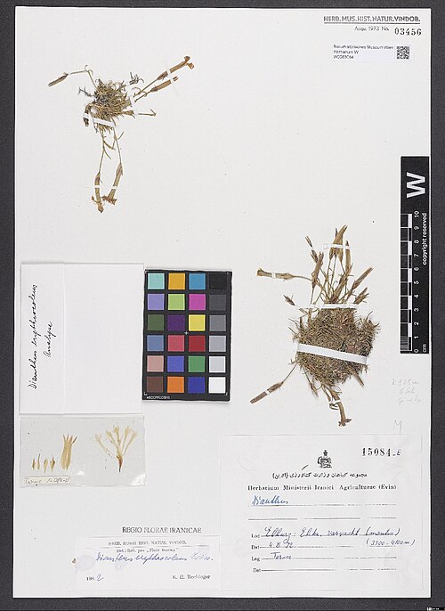 Dianthus erythrocoleus: Dianthus erythrocoleus — Herbarium specimen from Elburz, Elika [= Elika, Alika, Ileka, pers., اليكا‎; Mazandaran Province], Varvasht (montis) (3500 - 4100 m)., 