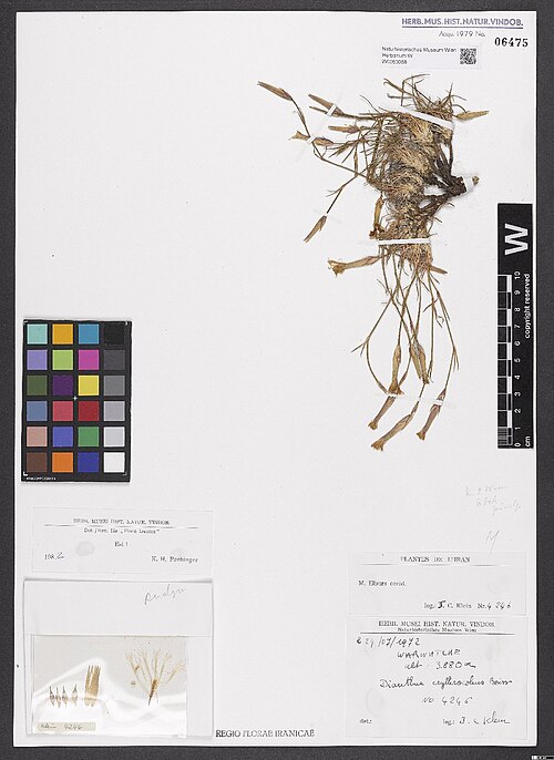 Dianthus erythrocoleus: Dianthus erythrocoleus — Herbarium specimen from Warwatche [= Elburs occid.]. 3880 m, Iran. Collected by Klein,J.C. 4246 (1972-07-29). Recorded in GBIF occurren