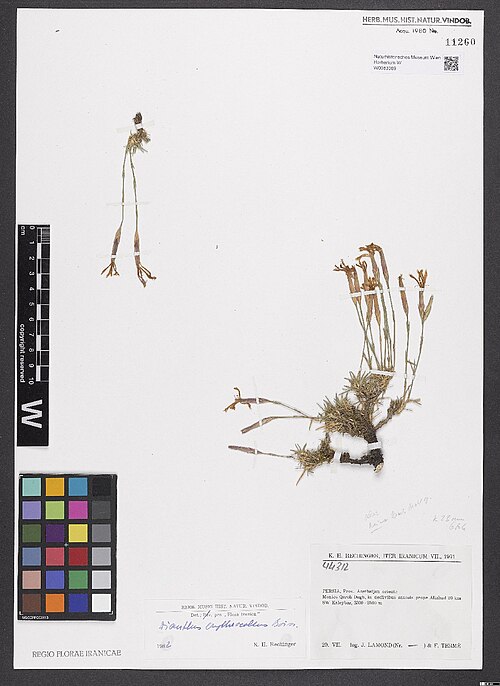 Dianthus erythrocoleus: Dianthus erythrocoleus — Herbarium specimen from Persia, Prov. Azerbaijan orient., Montes Qareh Dagh, in declivibus saxosis prope Aliabad 20 km SW Kaleybar, 230