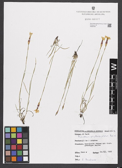 Dianthus erythrocoleus: Dianthus erythrocoleus — Herbarium specimen from Turkei, A9 Kars,.Umgebung von Ardahan; anstehende Felsen mit tiefgründigen Mulden; 2000 m, Türkiye. Collected b