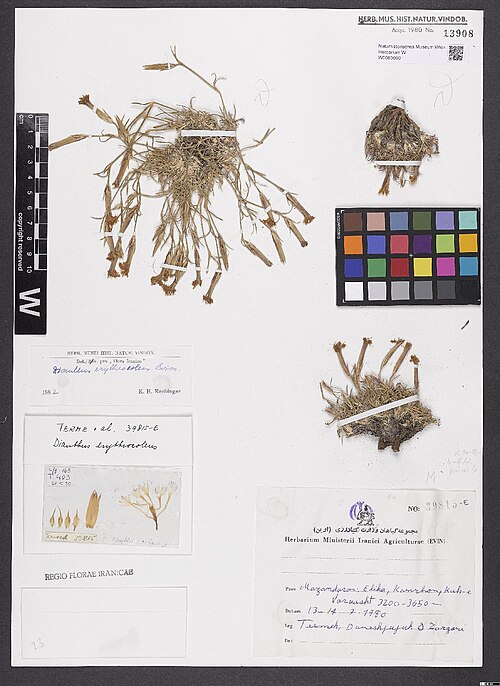 Dianthus erythrocoleus: Dianthus erythrocoleus — Herbarium specimen from [Iran,] Mazandaran, Elika, Kamchon[?], Kuh-e Varnasht [=? Kuh-e Karkas?], 3200-3650 m., Iran. Collected by Term