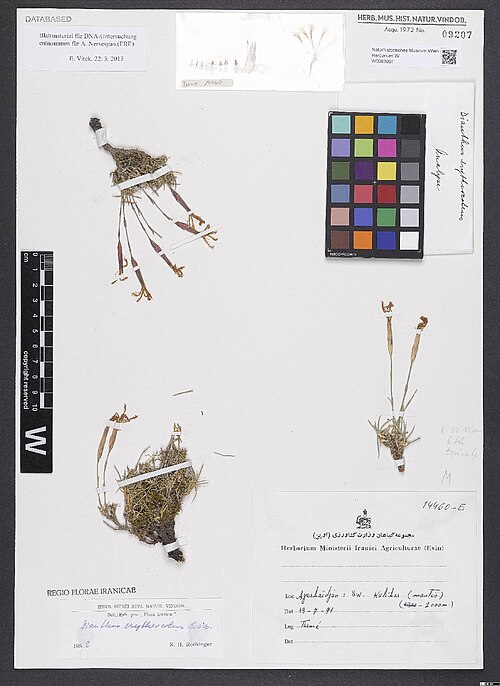 Dianthus erythrocoleus: Dianthus erythrocoleus — Herbarium specimen from [Iran,] Azerbaidjan, SW Kalibar [= Kaleybar (County), East Azerbaijan Province] (montis), 2000 m., Iran. Collec