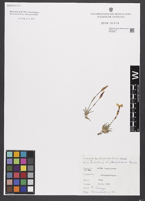 Dianthus erythrocoleus: Dianthus erythrocoleus — Herbarium specimen from [Türkei,] B9 Van, Asrtos Dagi, Gevas, 2500 m, Türkiye. Collected by Ehrendorfer,F. & alii 78-94 (1978-07-22). R