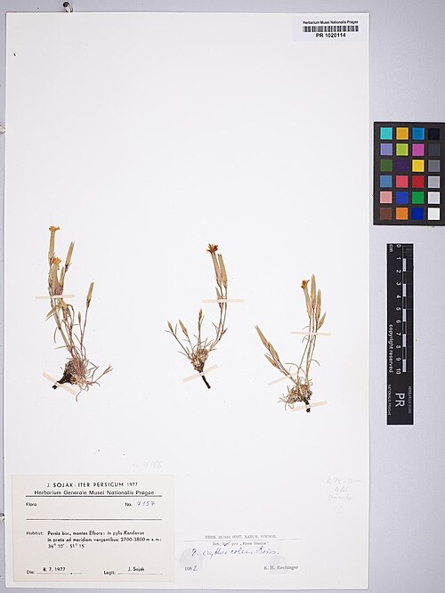 Dianthus erythrocoleus: Dianthus erythrocoleus — Herbarium specimen from Persia bor., montes Elborz, in pylis Kandavan in pratis ad meridiem vergentibus, 2700-3800 m, 36°10' - 51°15',
