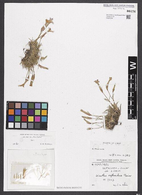 Dianthus erythrocoleus: Dianthus erythrocoleus — Herbarium specimen from M. Elburs occid. Dizin-Shemshak, alt. 3300 m, Iran. Collected by Klein,S.C. 7867 (1974-07-21). Recorded in GBIF