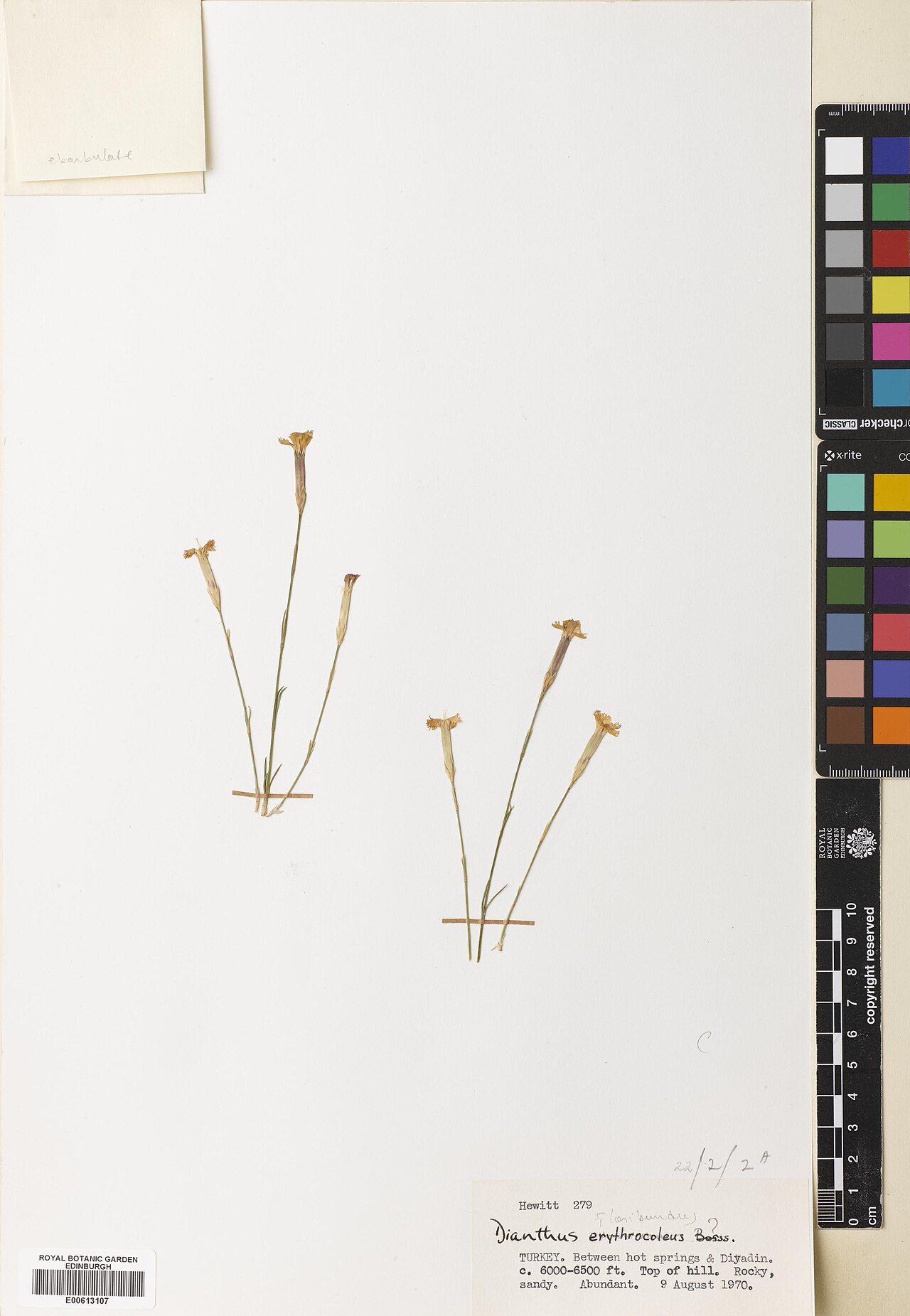 Dianthus erythrocoleus: Dianthus erythrocoleus — Herbarium specimen from between hot springs, top of hill., Türkiye. Habitat: rocky, sandy. Collected by Hewitt, L B. (1970-08-09). Reco