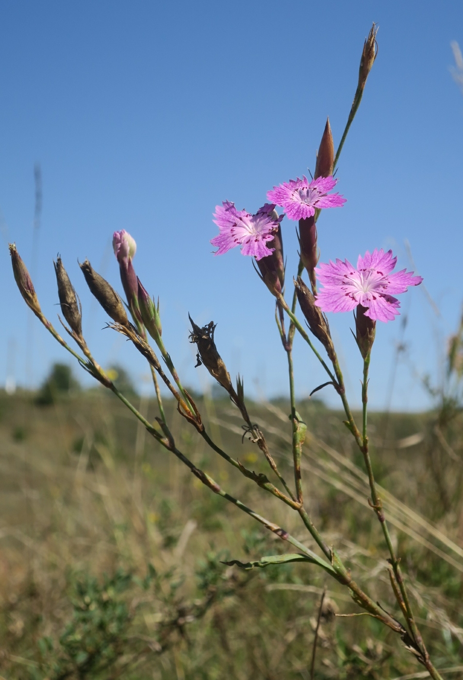 Dianthus eugeniae: Dianthus eugeniae, Артемовский район, Луганск, Луганская область, Украина, 91000, 2019-09-09 (iNaturalist).