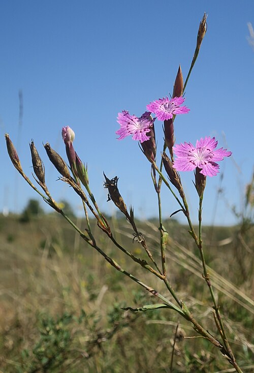 Dianthus eugeniae: Dianthus eugeniae, Артемовский район, Луганск, Луганская область, Украина, 91000, 2019-09-09 (iNaturalist).