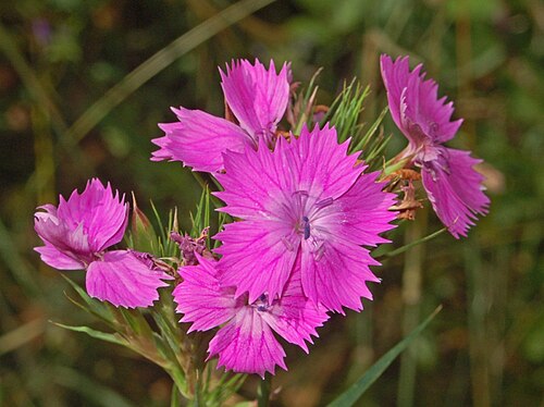 Dianthus ferrugineus: Dianthus balbisii - Gattorna, Genova, Italy