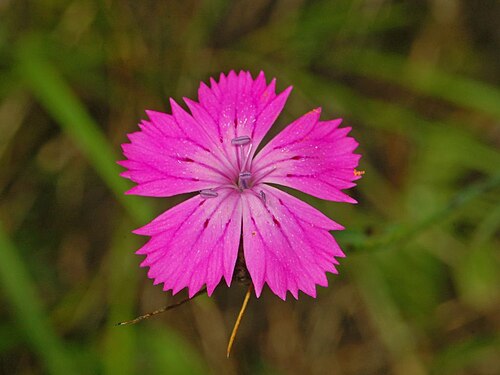 Dianthus ferrugineus: Dianthus balbisii - Gattorna, Genova, Italy