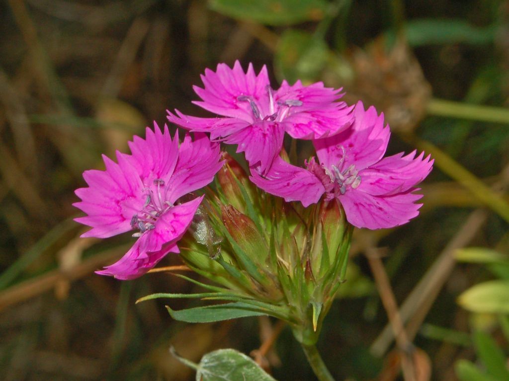 Dianthus ferrugineus: Dianthus balbisii - Gattorna, Genova, Italy