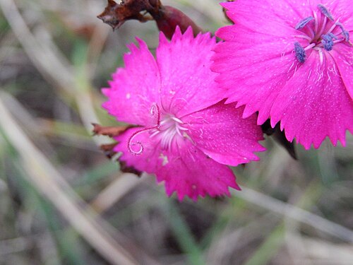 Dianthus ferrugineus: Dianthus balbisii Ser. - Determinato con l'aiuto di Franco Fenaroli, Franco Barbadoro, Roberta Alberti e Marinella Miglio