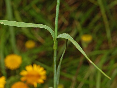 Dianthus ferrugineus: Dianthus balbisii - Gattorna, Genova, Italy