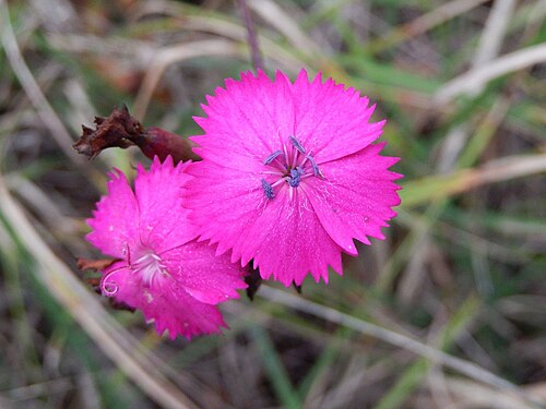 Dianthus ferrugineus: Dianthus balbisii Ser. - Determinato con l'aiuto di Franco Fenaroli, Franco Barbadoro, Roberta Alberti e Marinella Miglio