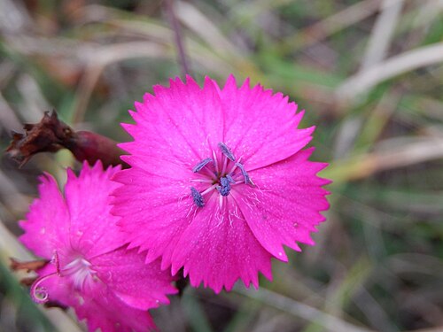 Dianthus ferrugineus: Dianthus balbisii Ser. - Determinato con l'aiuto di Franco Fenaroli, Franco Barbadoro, Roberta Alberti e Marinella Miglio