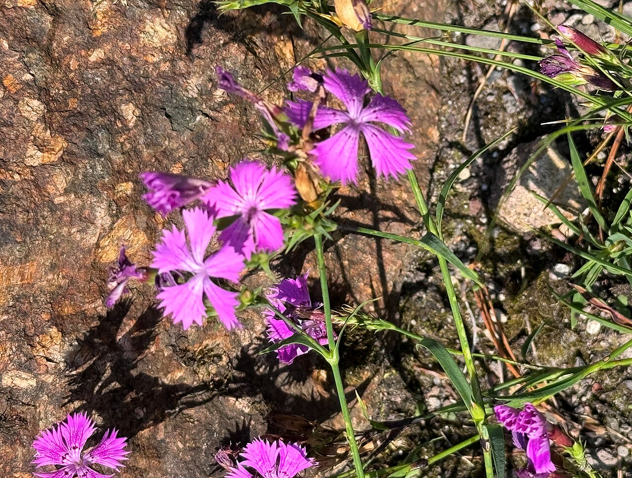 Dianthus fruticosus: Leipzig, botanical garden, Dianthus fruticosus
