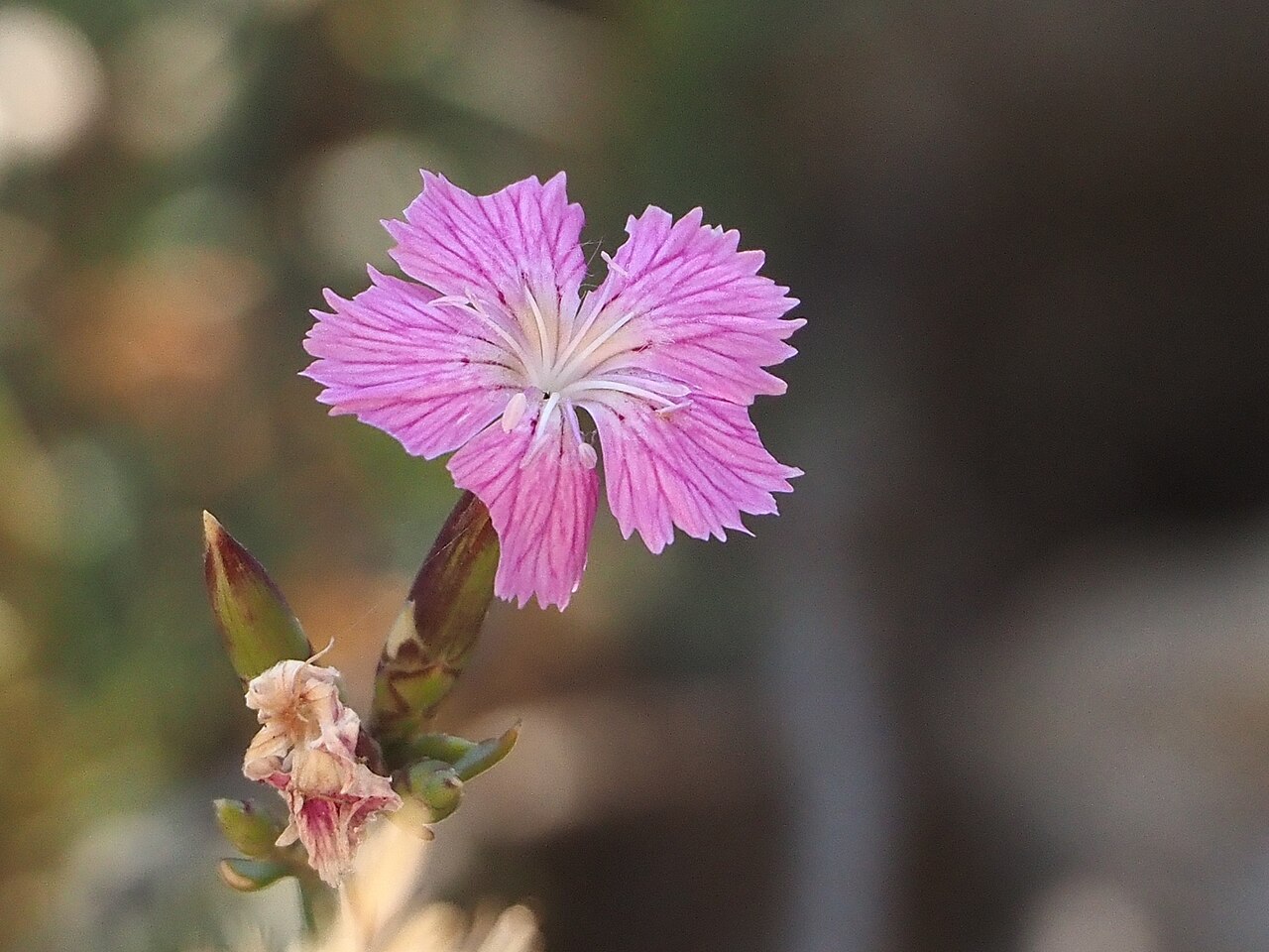 Dianthus fruticosus: Dianthus fruticosus occidentalis in Greece