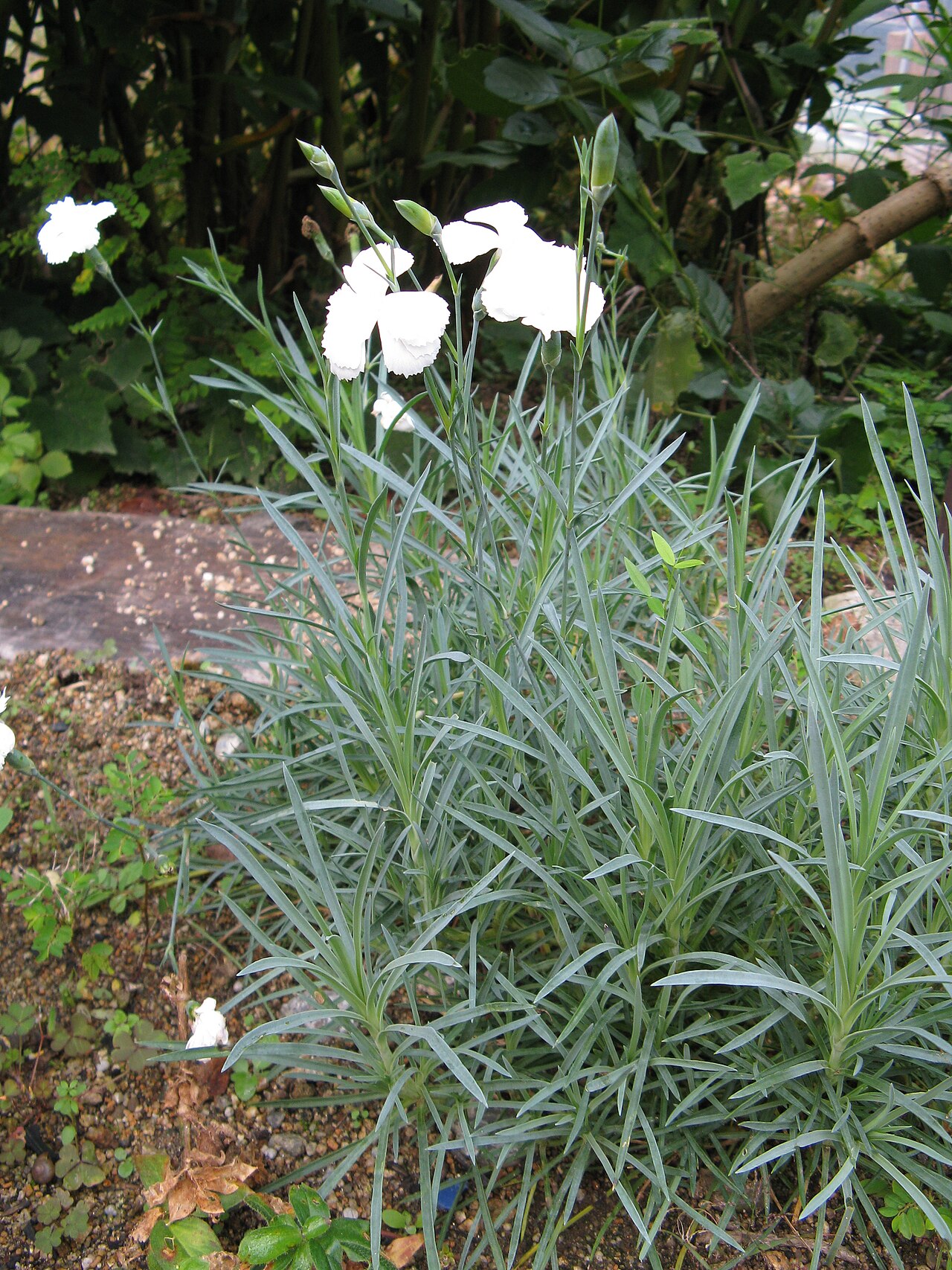 Dianthus furcatus: Scientific name Dianthus furcatus Place:Osaka,Japan