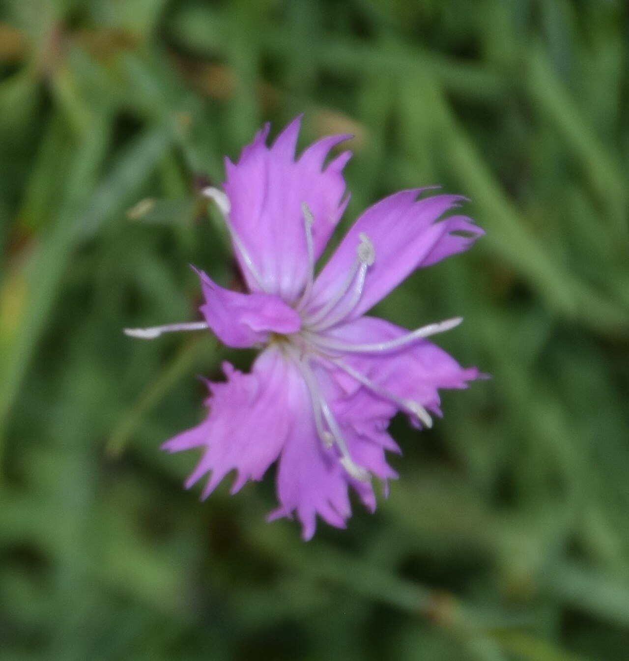 Dianthus furcatus: Dianthus furcatus in Dunedin Botanic Garden, Dunedin, New Zealand