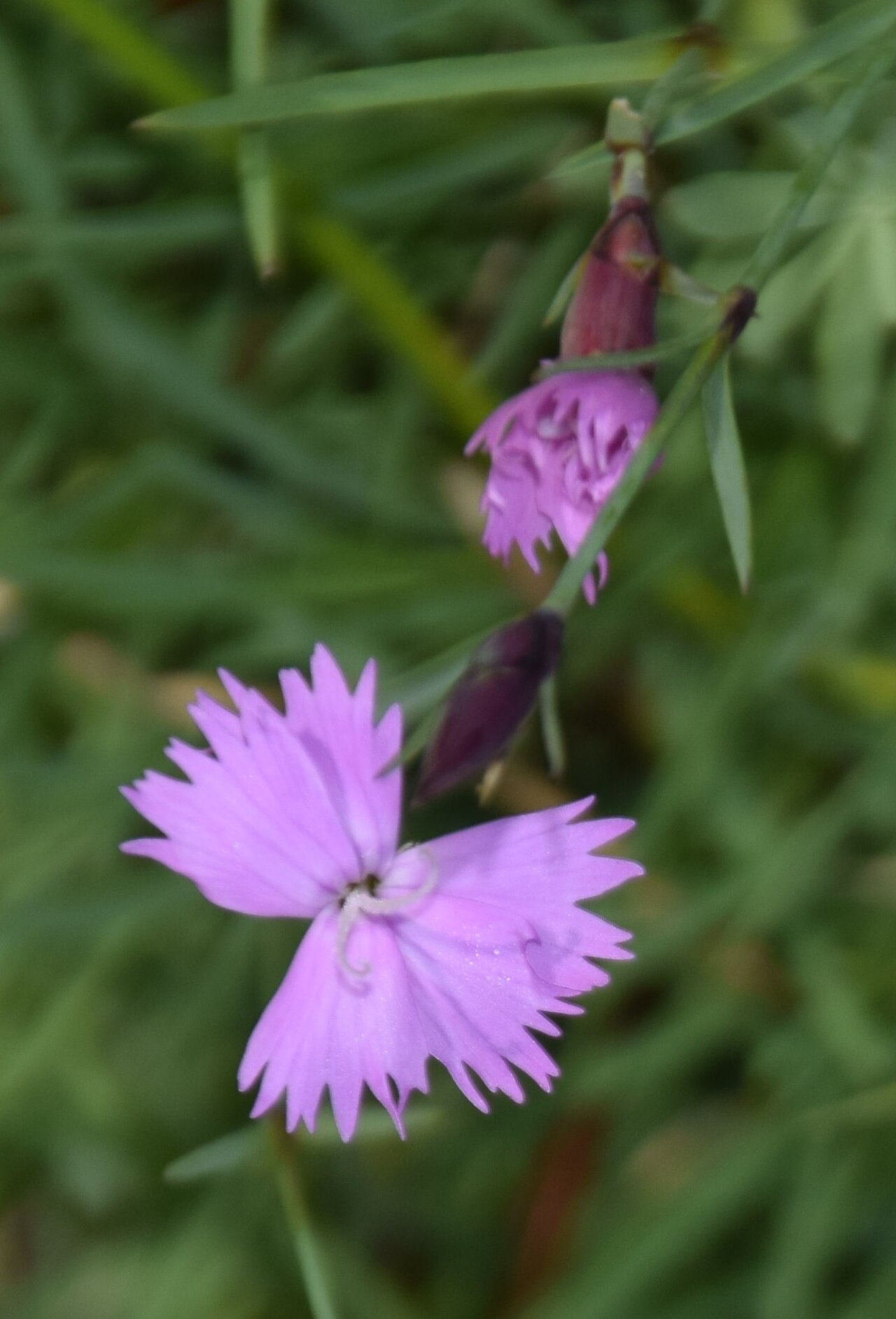 Dianthus furcatus: Dianthus furcatus in Dunedin Botanic Garden, Dunedin, New Zealand
