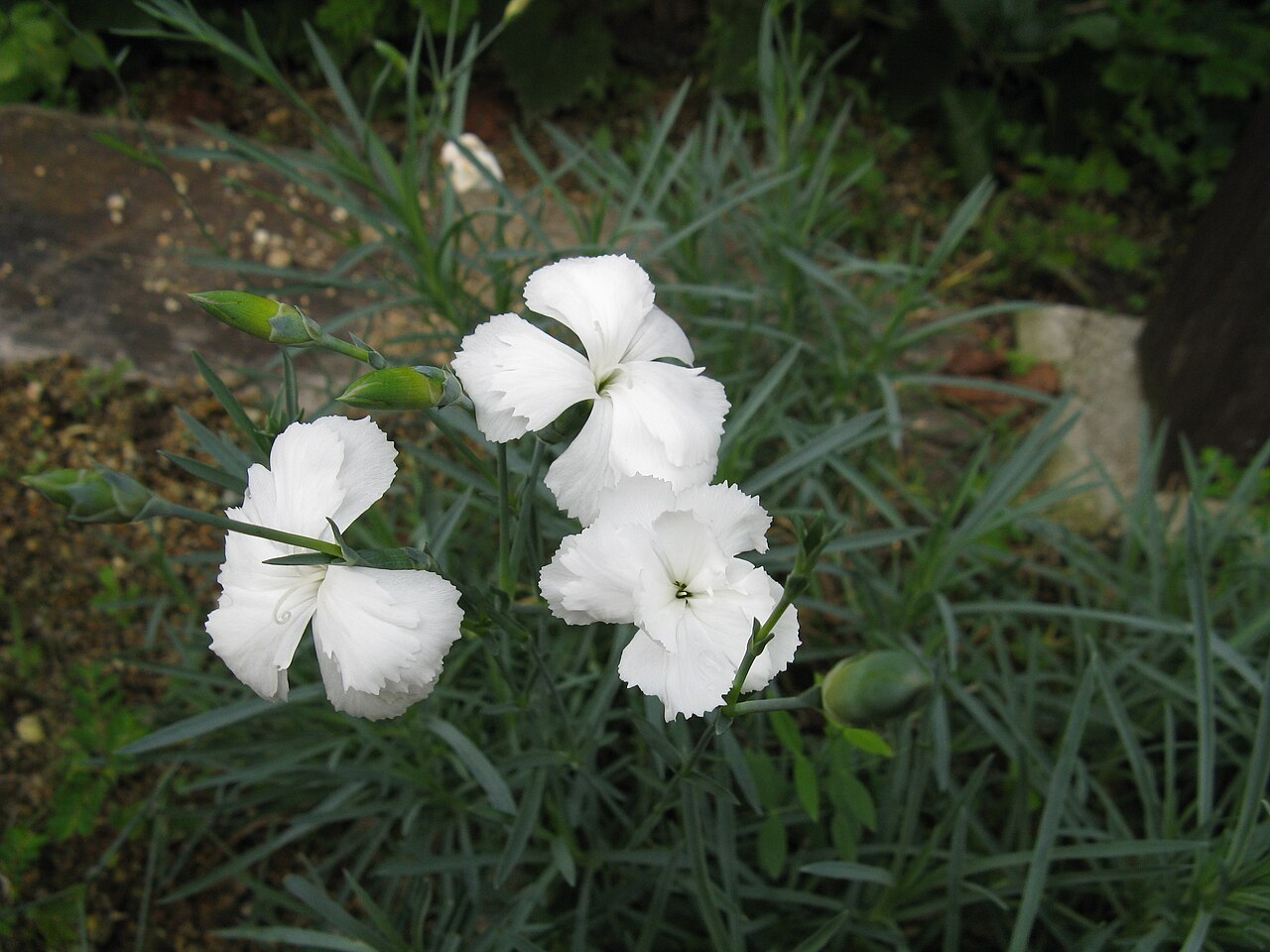 Dianthus furcatus: Scientific name Dianthus furcatus Place:Osaka,Japan