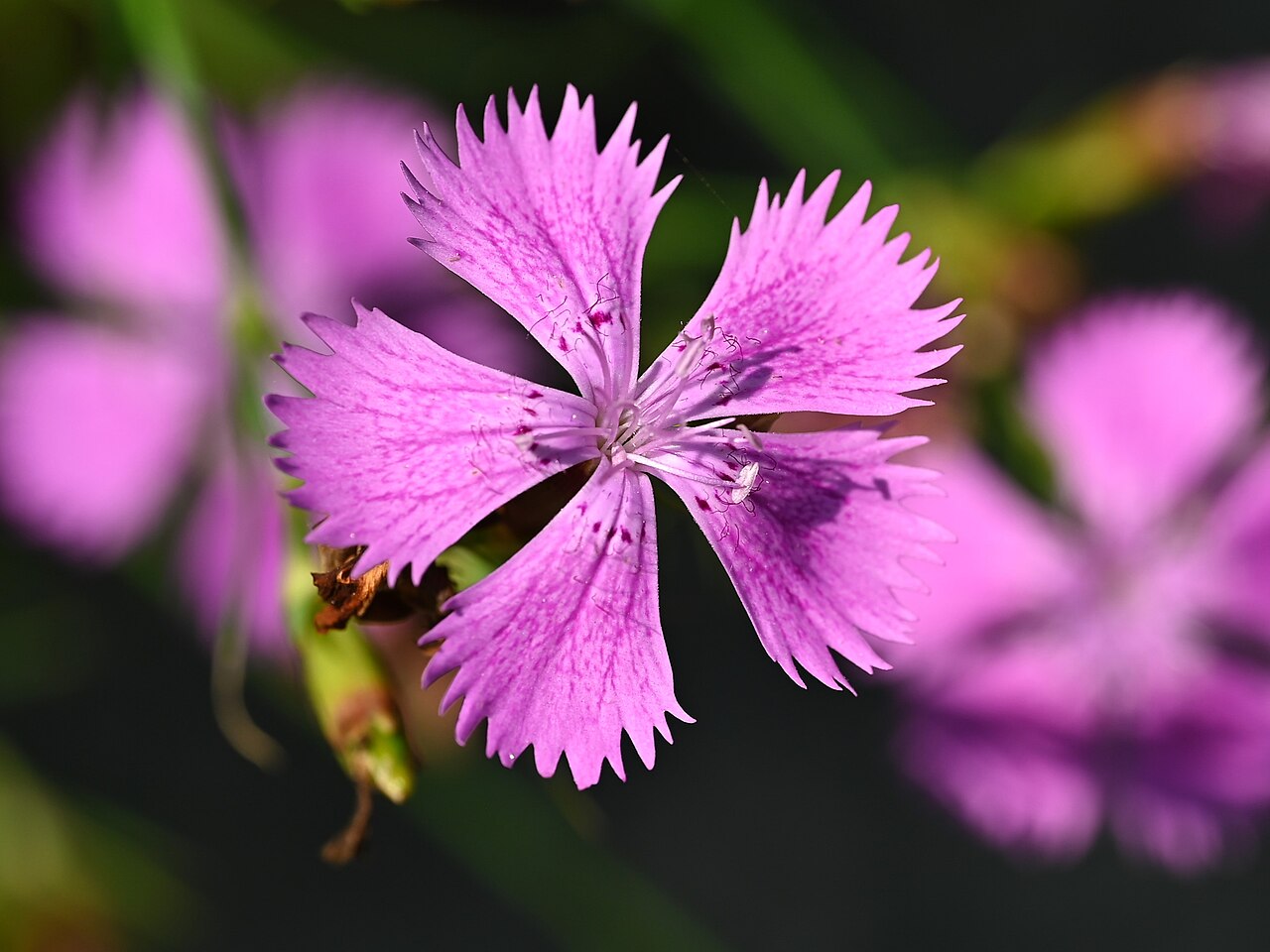 Dianthus furcatus: Dianthus furcatus in Arboretum Rogow, central Poland