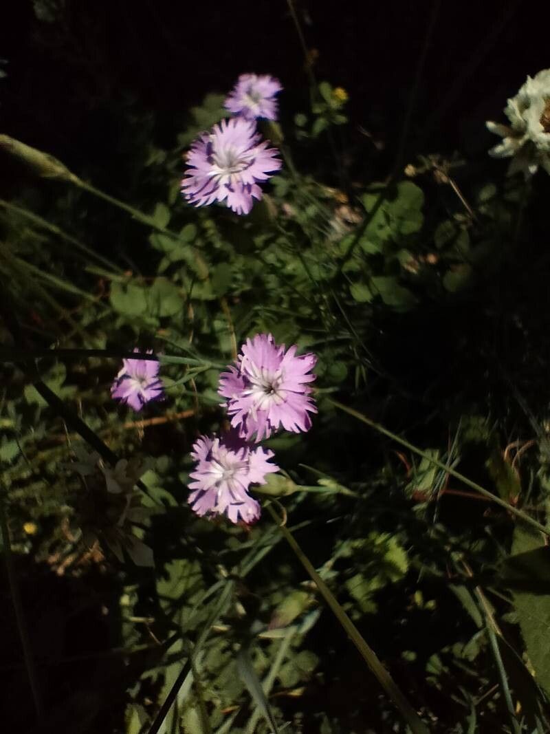 Dianthus geminiflorus (Dianthus geminiflorus)