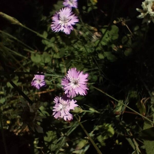 Dianthus geminiflorus (Dianthus geminiflorus)
