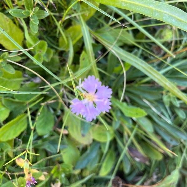 Dianthus geminiflorus (Dianthus geminiflorus)